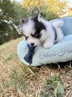 Pomsky štěňata