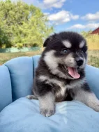 Pomsky štěňata