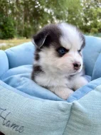 Pomsky štěňata