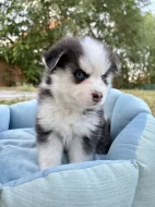Pomsky štěňata