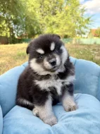Pomsky štěňata