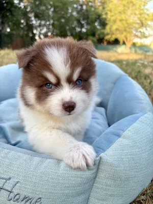 Pomsky štěňata