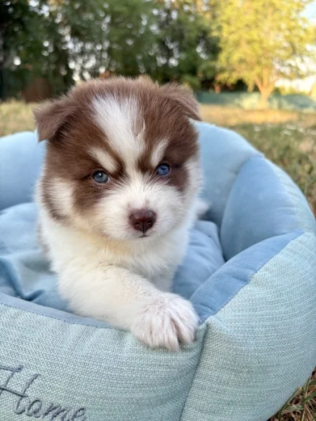 Pomsky štěňata