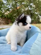 Pomsky štěňata