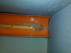 jeseter malý albinotické formě