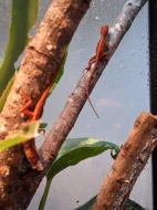 Anolis sagrei red