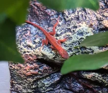 Anolis sagrei red