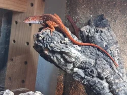 Anolis sagrei red