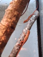 Anolis sagrei red