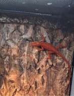 Anolis sagrei red