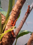 Anolis sagrei red
