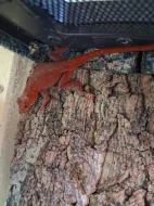 Anolis sagrei red