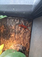 Anolis sagrei red
