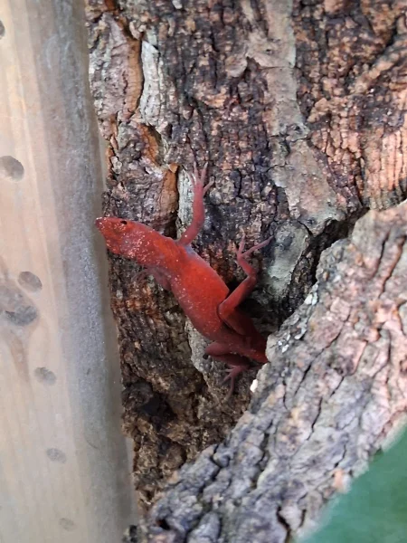 Anolis sagrei red