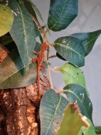 Anolis sagrei red