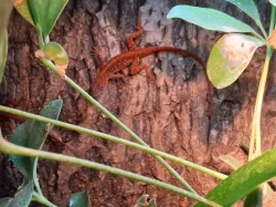Anolis sagrei red