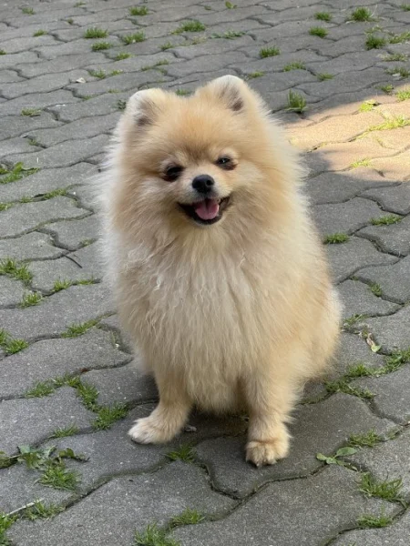 Pomeranian s PP