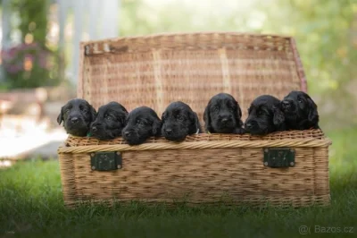 Štěňátka Flat coated retriever s PP