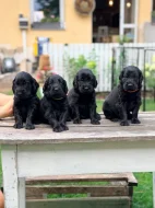 Štěňátka Flat coated retriever s PP