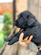 Štěňátka Flat coated retriever s PP