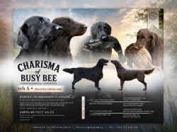 Štěňátka Flat coated retriever s PP