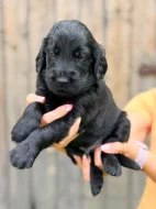 Štěňátka Flat coated retriever s PP