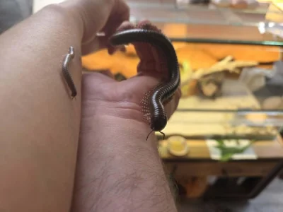 Mnohonožky Telodeinopus aoutii