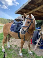 Prodám Haflinger - valach