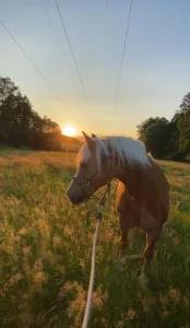 Prodám Haflinger - valach