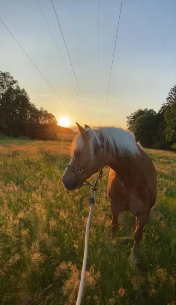Prodám Haflinger - valach
