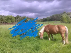 Prodám Haflinger - valach