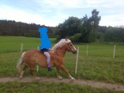Prodám Haflinger - valach