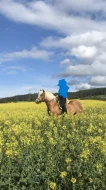 Prodám Haflinger - valach