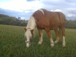 Prodám Haflinger - valach