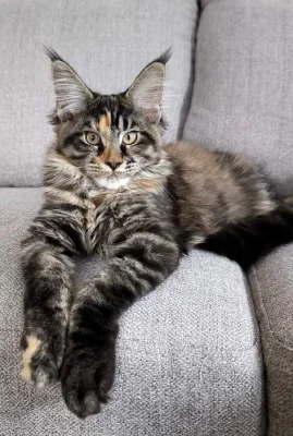 Mainská mývalí kočička k zamilování