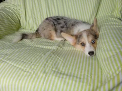 Welsh Corgi-Cardigan
