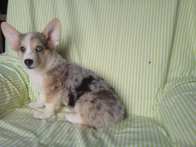 Welsh Corgi-Cardigan