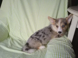 Welsh Corgi-Cardigan