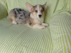 Welsh Corgi-Cardigan