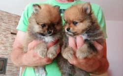 Pomeranian kluci