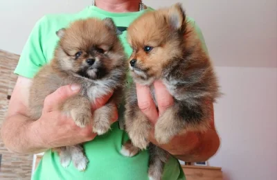 Pomeranian kluci