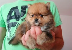 Pomeranian kluci