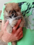 Pomeranian kluci