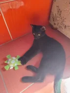 Roztomilá koťátka daruji