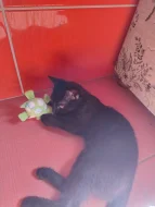 Roztomilá koťátka daruji
