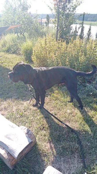 Cane corso 2,5roku