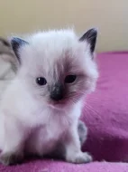 Ragdoll koťátko bez PP