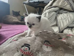 Ragdoll koťátko bez PP