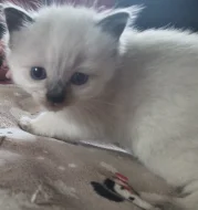 Ragdoll koťátko bez PP