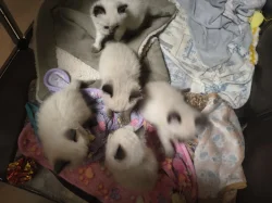 Ragdoll koťátko bez PP
